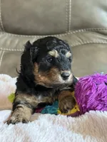 Willow, a female Cavapoo for sale in Springfield, MO – 2 of 4