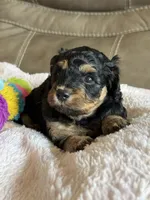 Willow, a female Cavapoo for sale in Springfield, MO – 3 of 4