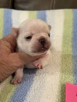 Alex, a male French Bulldog for sale in Springfield, MO – 1 of 6