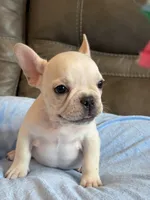 Albert, a male French Bulldog for sale in Springfield, MO – 2 of 8