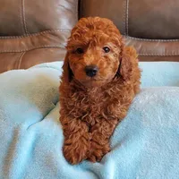 Griffin, a male Poodle - Miniature  for sale in Springfield, MO – Photo 5 of 5