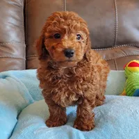 Griffin, a male Poodle - Miniature  for sale in Springfield, MO – Photo 3 of 5