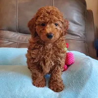 Griffin, a male Poodle - Miniature  for sale in Springfield, MO – Photo 2 of 5