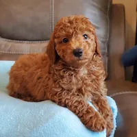 Griffin, a male Poodle - Miniature  for sale in Springfield, MO – Photo 1 of 5