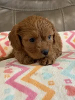 Gina, a female Cavapoo for sale in Springfield, MO – 7 of 10