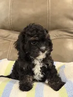 Jett, a male Cavapoo for sale in Springfield, MO – 3 of 10