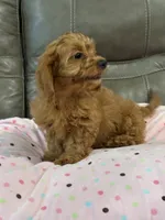 Gina, a female Cavapoo for sale in Springfield, MO – 3 of 9