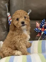Melvin, a male Cavapoo for sale in Springfield, MO – 9 of 10