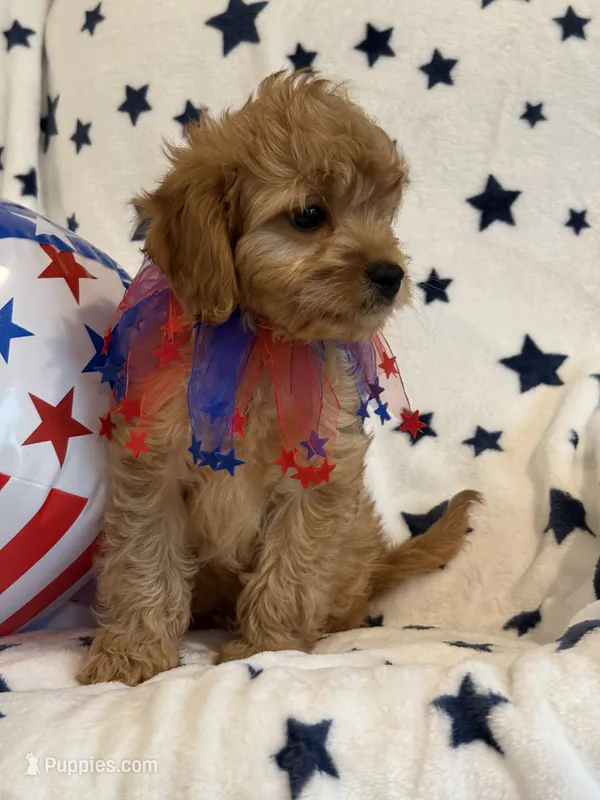 Ryker – Cavapoo puppy for sale in Springfield, MO
