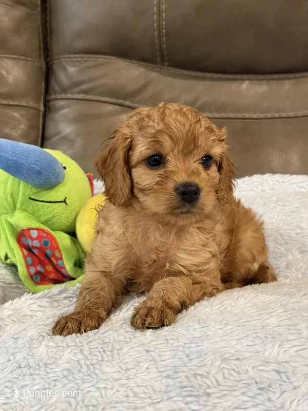 Ryker – Cavapoo puppy for sale in Springfield, MO