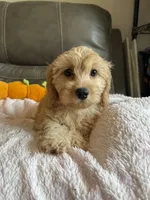 Gretta, a female Cavapoo for sale in Springfield, MO – 7 of 10