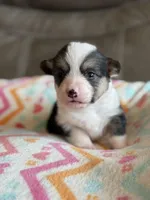 Carrie, a female Pembroke Welsh Corgi for sale in Springfield, MO – Photo 1 of 7