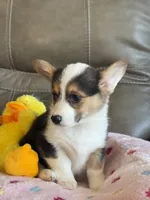 Carrie, a female Pembroke Welsh Corgi for sale in Springfield, MO – Photo 6 of 9