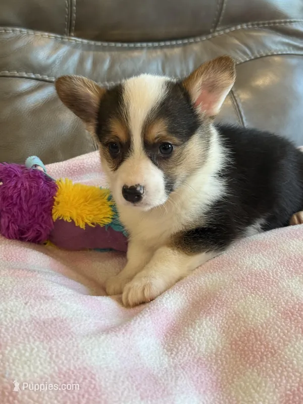 Carrie – Pembroke Welsh Corgi puppy for sale in Springfield, MO