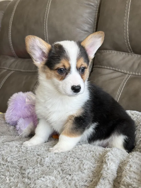 Carrie – Pembroke Welsh Corgi puppy for sale in Springfield, MO