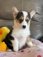 Carrie, a female Pembroke Welsh Corgi for sale in Springfield, MO – Photo 4 of 9