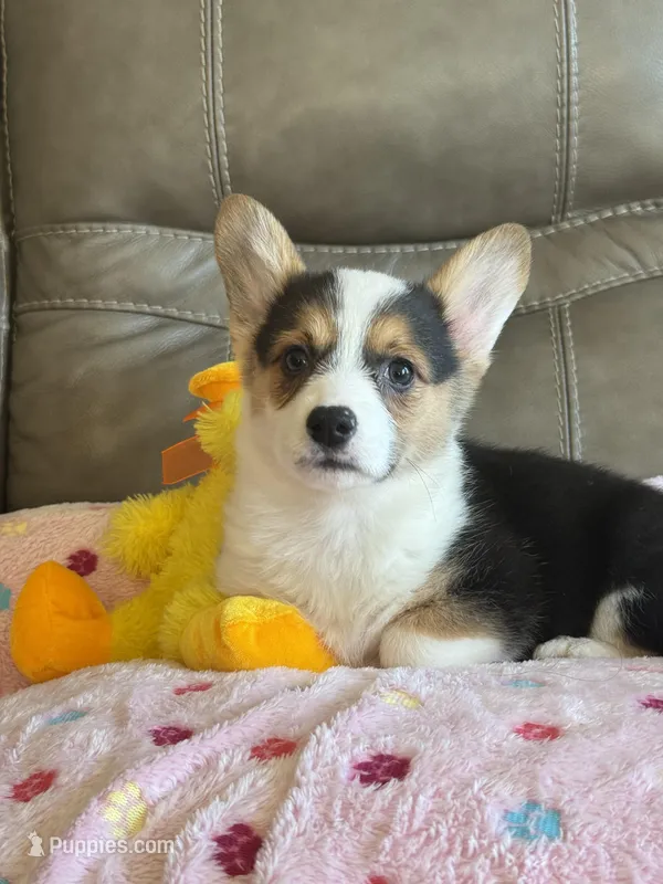 Carrie – Pembroke Welsh Corgi puppy for sale in Springfield, MO