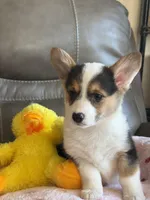Carrie, a female Pembroke Welsh Corgi for sale in Springfield, MO – Photo 3 of 9