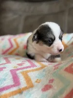 Carrie, a female Pembroke Welsh Corgi for sale in Springfield, MO – Photo 2 of 7