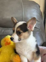 Carrie, a female Pembroke Welsh Corgi for sale in Springfield, MO – Photo 9 of 9