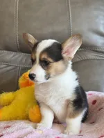 Carrie, a female Pembroke Welsh Corgi for sale in Springfield, MO – Photo 8 of 9