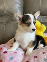Carrie, a female Pembroke Welsh Corgi for sale in Springfield, MO – Photo 1 of 9