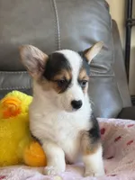 Carrie, a female Pembroke Welsh Corgi for sale in Springfield, MO – Photo 7 of 9