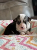 Carrie, a female Pembroke Welsh Corgi for sale in Springfield, MO – Photo 7 of 7