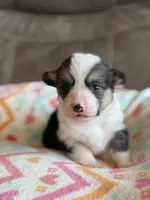 Carrie, a female Pembroke Welsh Corgi for sale in Springfield, MO – Photo 6 of 7