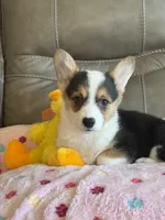 Carrie, a female Pembroke Welsh Corgi for sale in Springfield, MO – Photo 5 of 9