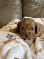 Macho, a male Cavapoo for sale in Springfield, MO – 6 of 8