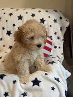 Issac, a male Cavapoo for sale in Springfield, MO – 9 of 10