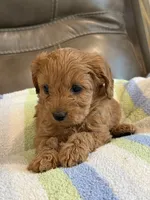 Griffin, a male Cavapoo for sale in Springfield, MO – 5 of 10