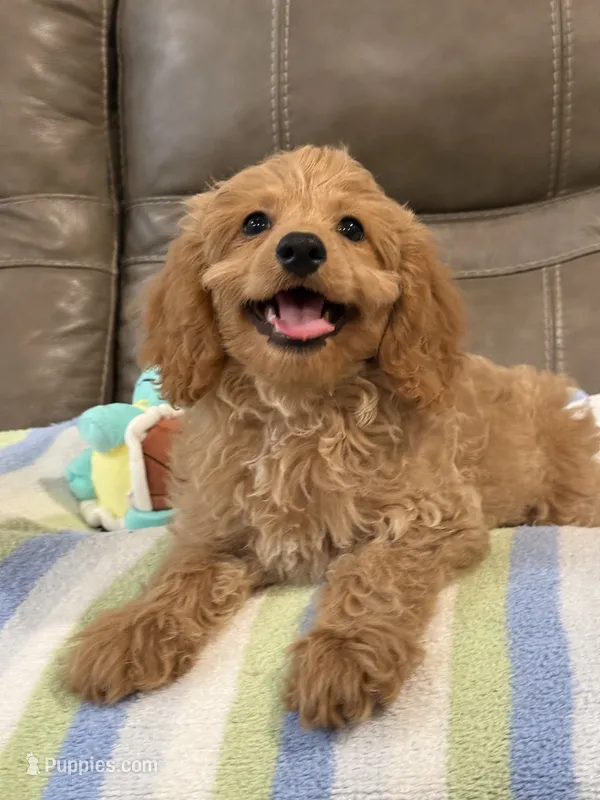 Gizmo – Cavapoo puppy for sale in Springfield, MO