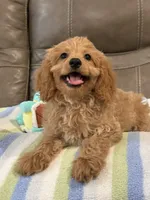 Gizmo, a male Cavapoo for sale in Springfield, MO – 1 of 10