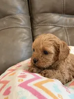 Gabby, a female Cavapoo for sale in Springfield, MO – 5 of 10