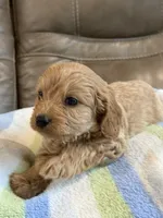 Gizmo, a male Cavapoo for sale in Springfield, MO – 6 of 9