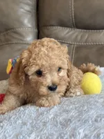 Ian, a male Cavapoo for sale in Springfield, MO – 9 of 10