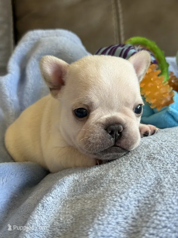 Alex – French Bulldog puppy for sale in Springfield, MO