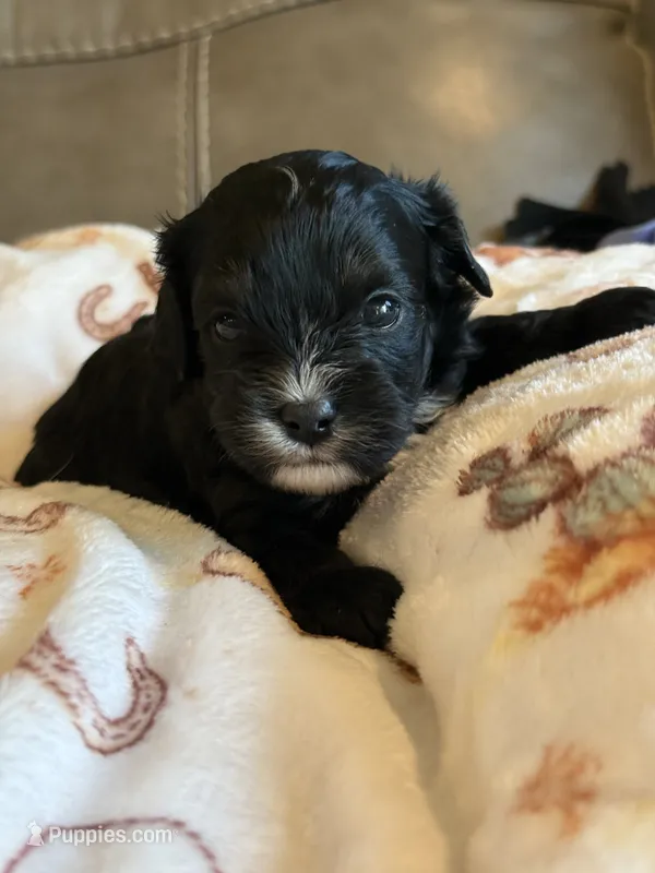 Jett – Cavapoo puppy for sale in Springfield, MO
