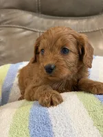 George, a male Cavapoo for sale in Springfield, MO – 10 of 10