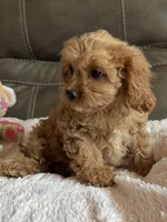 Gabby, a female Cavapoo for sale in Springfield, MO – 4 of 9