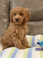 Griffin, a male Cavapoo for sale in Springfield, MO – 9 of 10