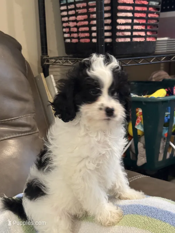 Jasper – Cavapoo puppy for sale in Springfield, MO