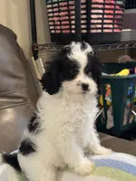 Jasper, a male Cavapoo for sale in Springfield, MO – 1 of 10