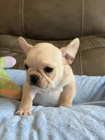 Arlo, a male French Bulldog for sale in Springfield, MO – 7 of 10