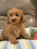 Griffin, a male Cavapoo for sale in Springfield, MO – 2 of 10