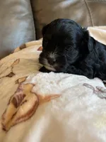 Jett, a male Cavapoo for sale in Springfield, MO – 5 of 5