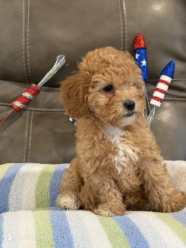 Melvin – Cavapoo puppy for sale in Springfield, MO