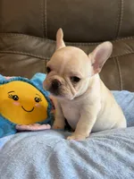 Abby, a female French Bulldog for sale in Springfield, MO – 9 of 10